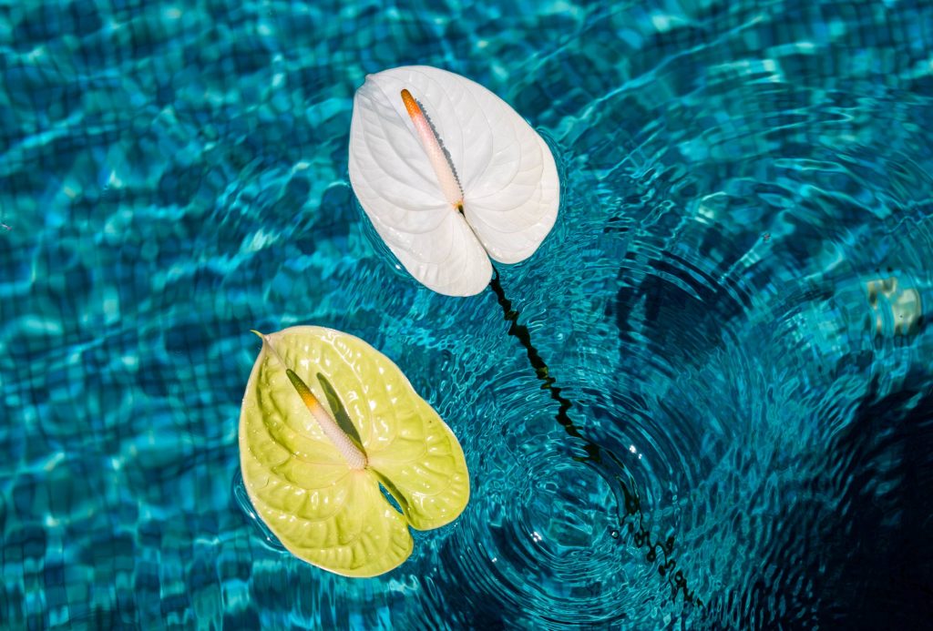 especial-verao-como-cuidar-do-anturio