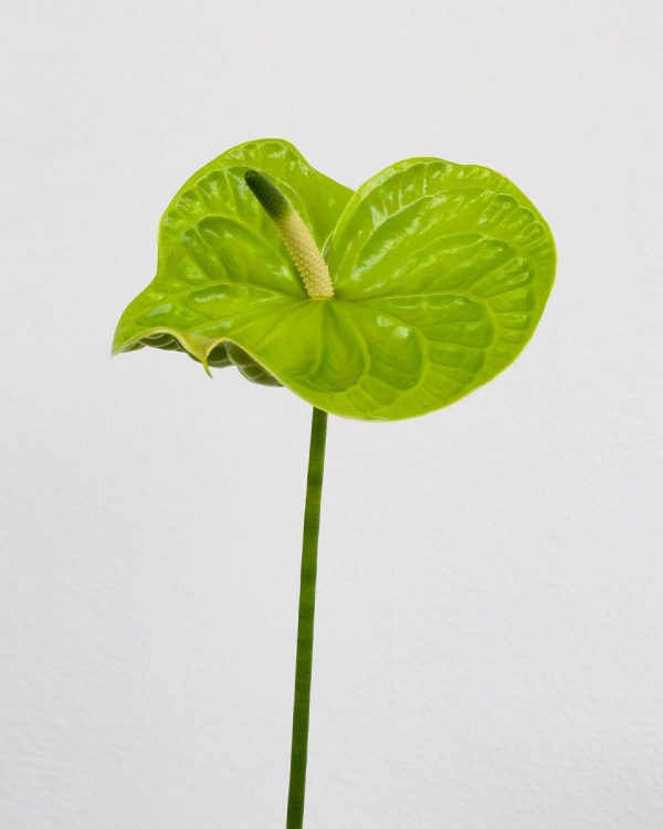 midori