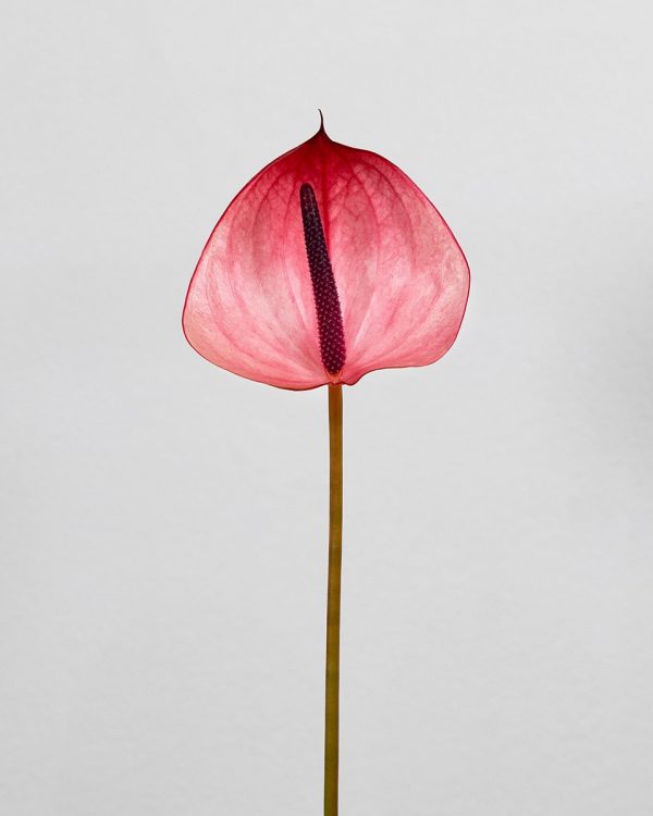Máxima Elegância