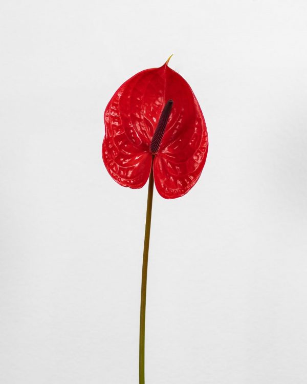 m-rouge