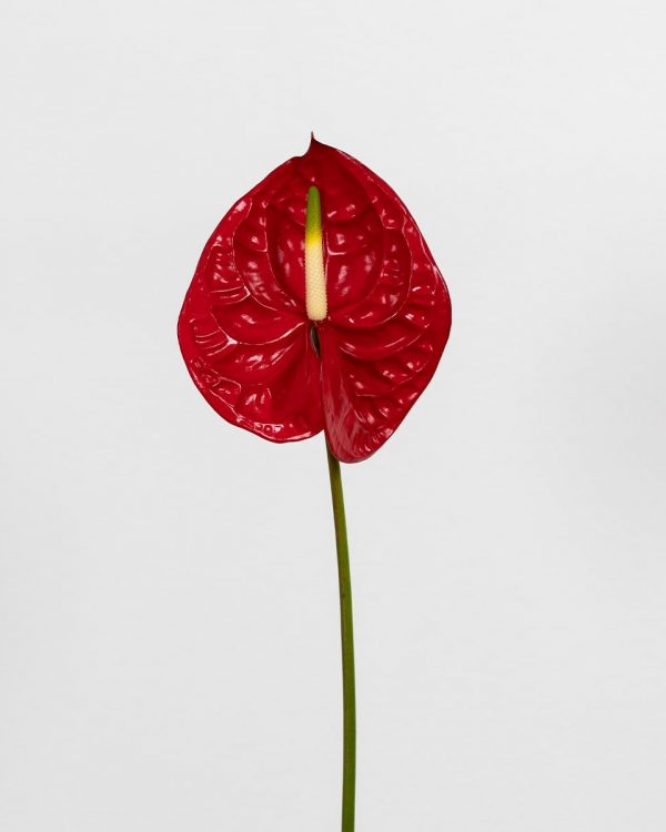 red well