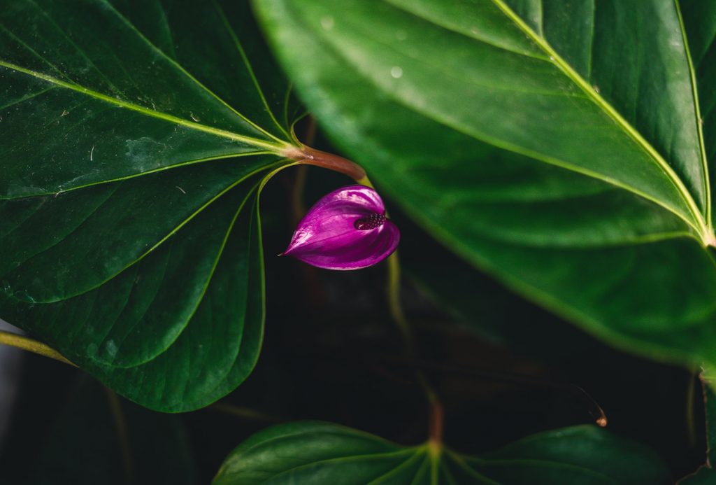 2 coisas que não se deve fazer a uma flor de antúrio